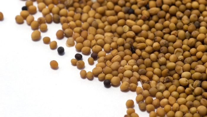 Beneficiile neștiute ale muștarului