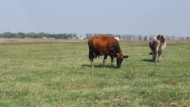 Era cu vacile la păscut. Ce a descoperit în păşune l-a îngrozit pentru toată viaţa. Putea să moară