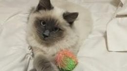 Dormi cu animalul tău de companie în pat? Ce spun medici despre acest obicei