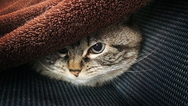 Cea mai malefică pisică din lume. Arată ca un vampir