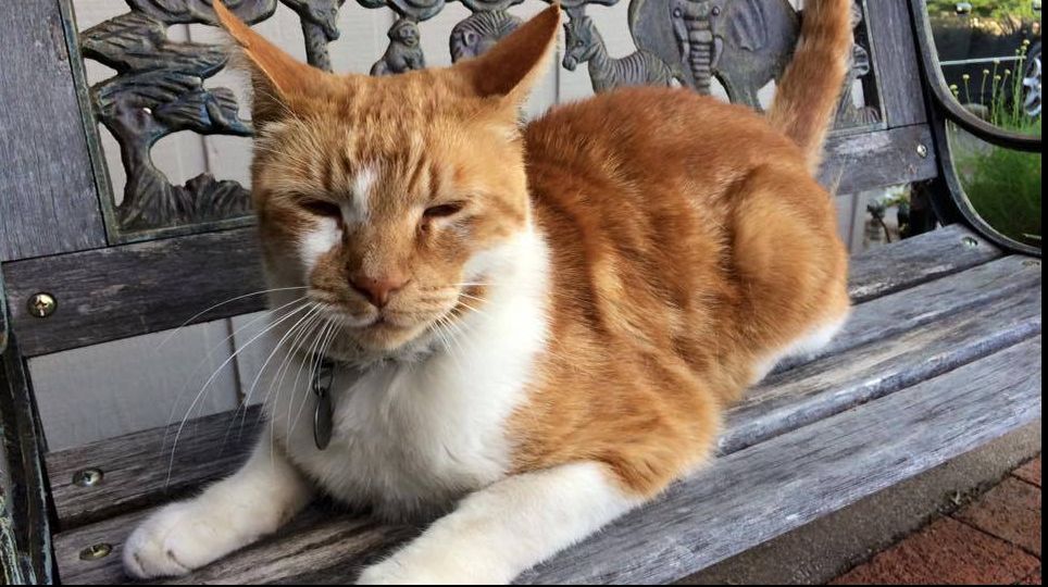 De ce torc pisicile?