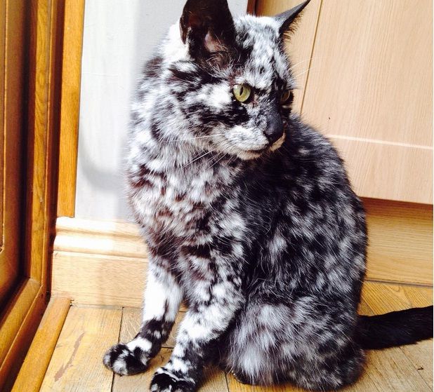 A adoptat o pisică de la un adăpost, dar acasă a avut o surpriză. Ce secret ascundea felina