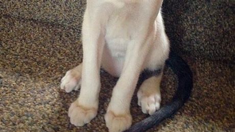 A făcut o poză pisicii şi a postat imaginea pe internet. Ce a urmat întrece orice imaginaţie! 