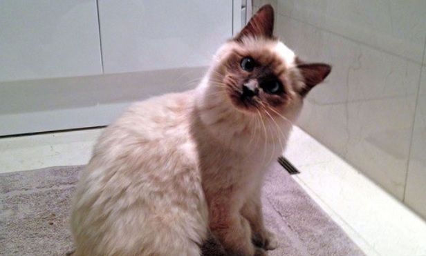 Povestea impresionantă a pisicuţei care pare tot timpul mirată. Noua senzaţie a internetului 