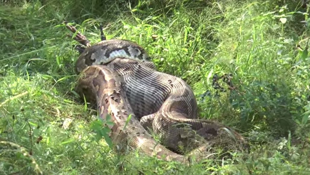 Scena crudă filmată de un turist în junglă: un piton care își devorează prada