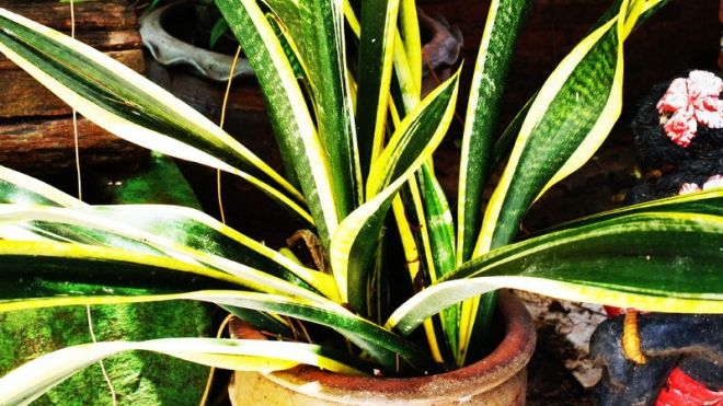 Asigură-ți un somn liniștit: 5 plante care te ajută să dormi