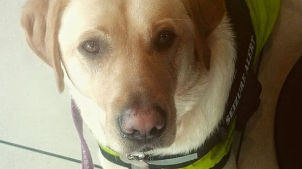 Poppy, câinele erou. I-a salvat viaţa stăpânei lui de nenumărate ori