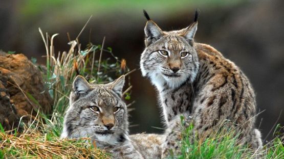 Experiment bizar. Au bagat o pisică în cuşca râşilor. Nu o sa îţi vină să crezi ce a urmat