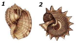 Testul scoicii te dezbracă de secrete