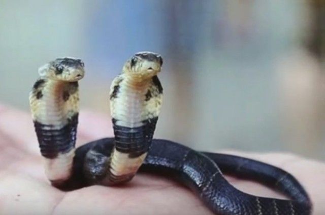 Un fermier a descoperit o cobra mutant cu două capete