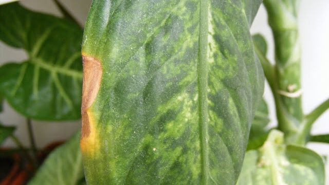 Un copil de 4 ani a muşcat accidental din această plantă. Ce a păţit e îngrozitor!