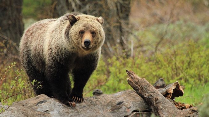 Cea mai ciudată plângere făcută de un turist. "Vă rog, dresaţi urşii"