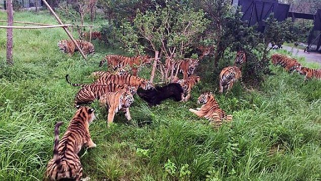 VIDEO ŞOCANT. Un urs a ajuns în cuşca tigrilor. L-au mâncat de viu