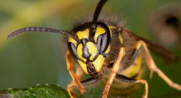 Muncea în grădină când a fost înţepat de o viespe. Ce s-a întâmplat în clipa următoare