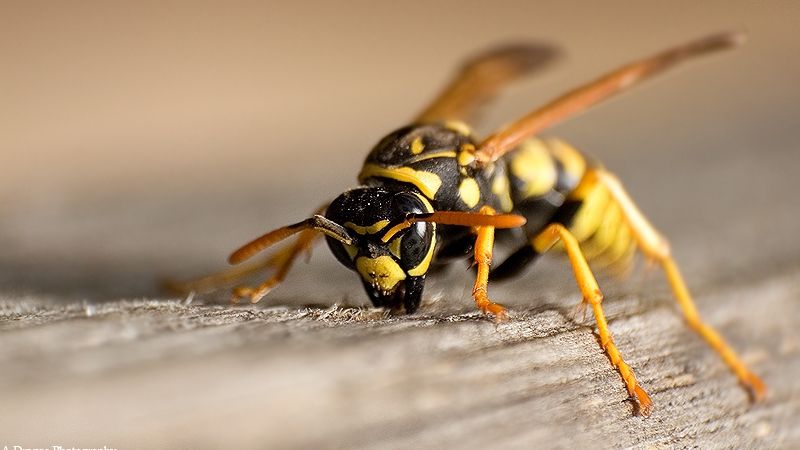 Atenţie la viespii şi albine! Din ce în ce mai mulţi români au ajuns la spital cu reacţii alergice