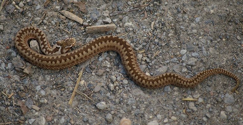 Ce a descoperit un bărbat din Bistriţa pe un teren pe care îl curăţa. A ajuns direct la spital