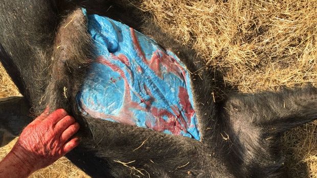 Imaginile care au făcut înconjurul lumii. Animal bizar, cu grăsime albastră, vânat în sălbăticie 