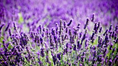 Ne parfumează viaţa şi vindecă aproape 100 de boli. Despre ce floare miraculoasă e vorba