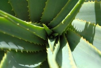 5 plante vindecătoare pe care trebuie să le ai în casă