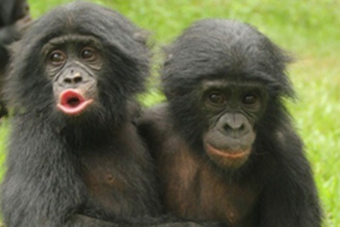 Premieră la Grădina Zoologică din Berlin. Ce au instalat îngrijitorii în cuştile maimuţelor