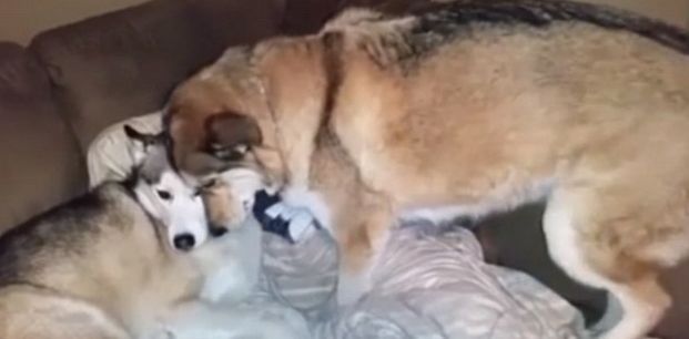 Cel mai gelos câine din lume. Momente surprinse cu Holly