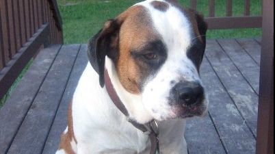 Anunţ de ultimă oră privind tinerii care s-au filmat când tăiau coada unui câine. Iată ce au păţit