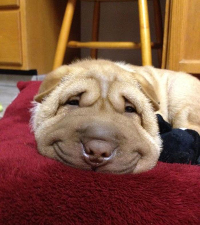 GALERIE FOTO. Cei mai fericiţi câini din lume. Au un zâmbet de milioane