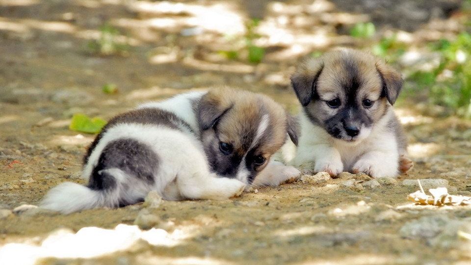 Şi-a dat viaţa pentru doi pui de câine. Ce a făcut pentru a-i salva