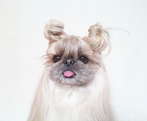 Cea mai cochetă căţeluşă de pe internet. Fotografii adorabile