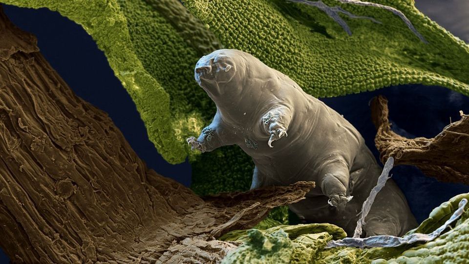 Singura creatură de pe Terra ce poate trăi oriunde: în mare, pe munte sau chiar în spațiul cosmic