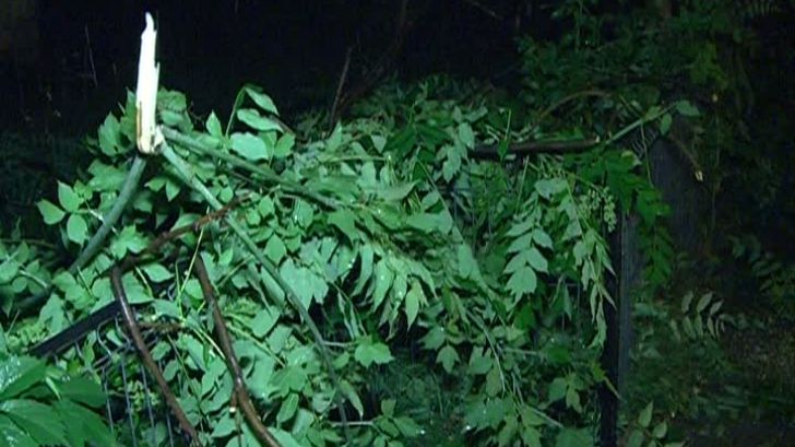 Tragedie în judeţul Alba. Omorât de un copac, în timp ce conducea