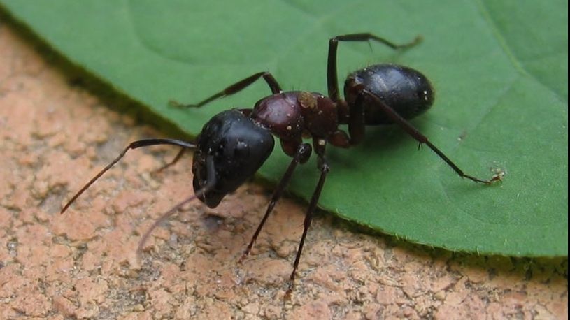 Ce se întâmplă atunci când scapi din mână o furnică