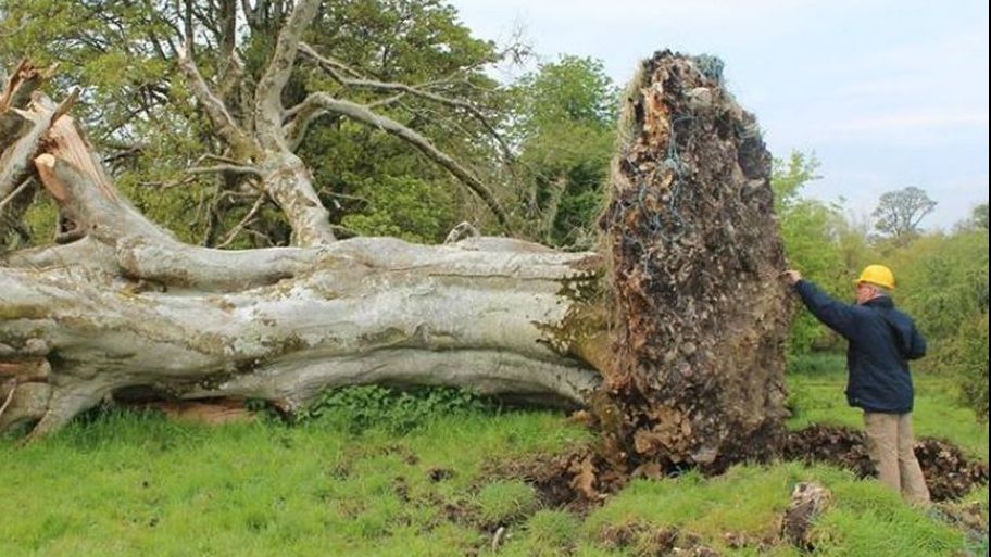 Descoperire surprinzătoare în rădăcina unui fag bătrân. Are o vechime de 1.000 de ani