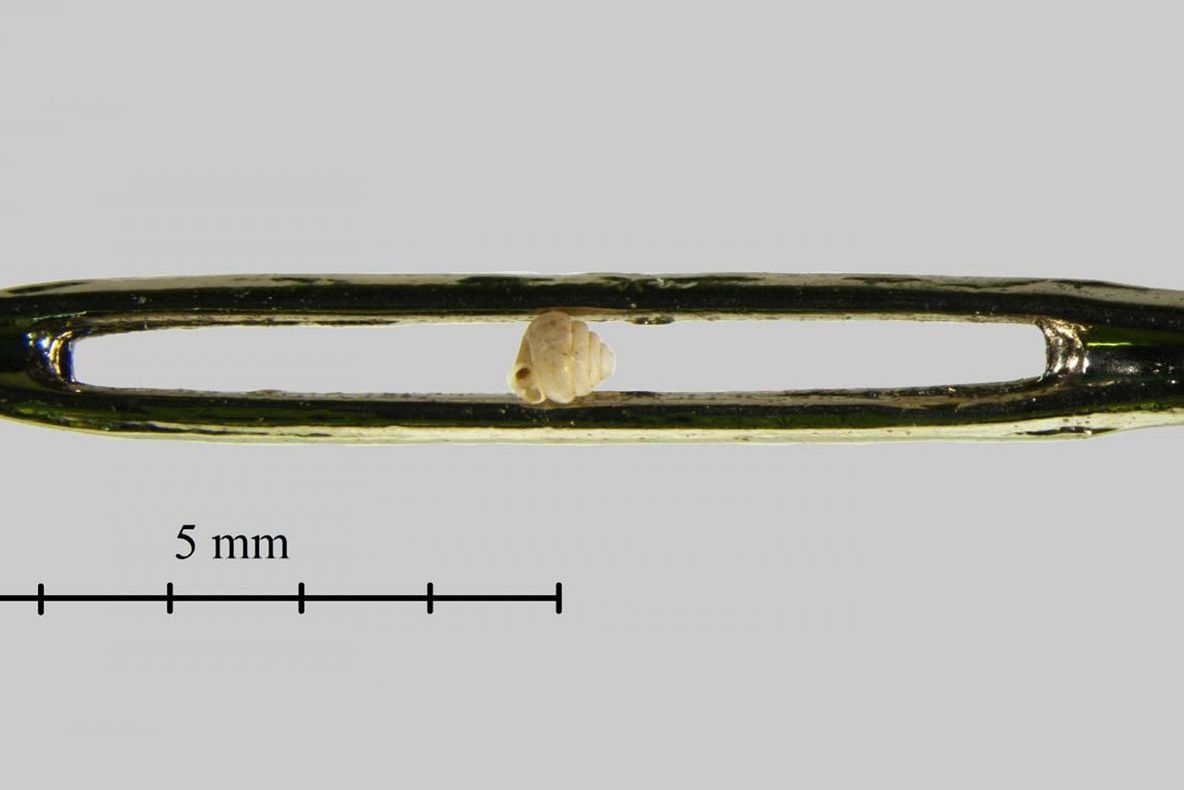 Cel mai mic melc din lume a fost descoperit în China. Ce dimensiuni are