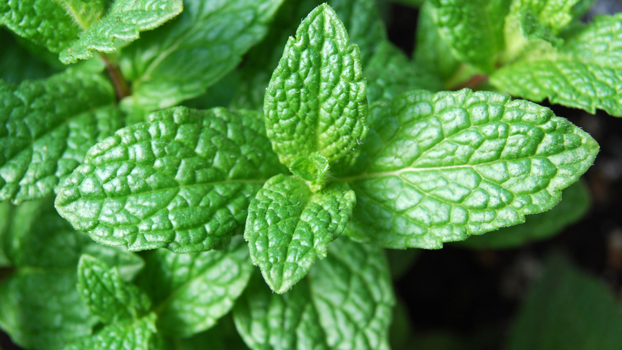 A mâncat mentă în fiecare dimineaţă, timp de o lună. Ce s-a întâmplat apoi întrece orice aşteptări