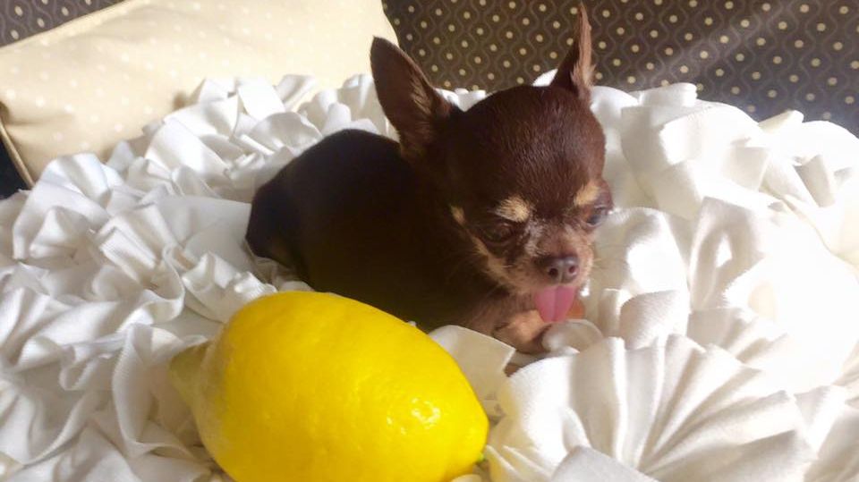 Acesta este cel mai mic câine din lume. Ce dimensiuni are Milly