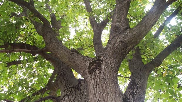 Furturi de sezon. Poliţiştii au prins două femei când furau nuci 