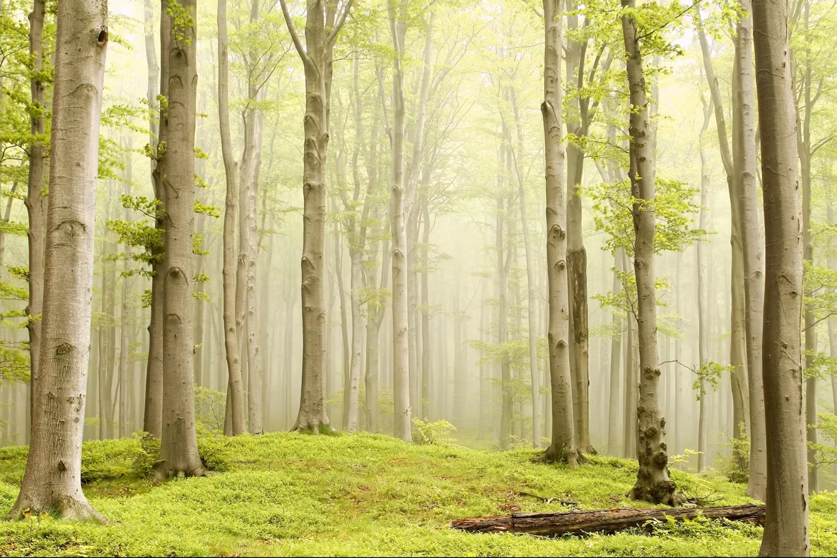 Câţi copaci există pe Terra? Cercetătorii au răspunsul