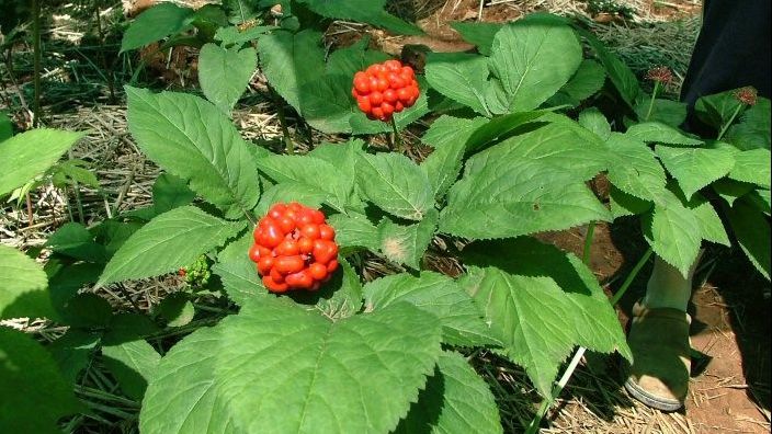 Cinci motive pentru care trebuie să consumăm ginseng asiatic de câte ori avem ocazia