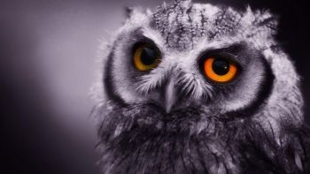 Te culci mereu târziu? Află ce rişti