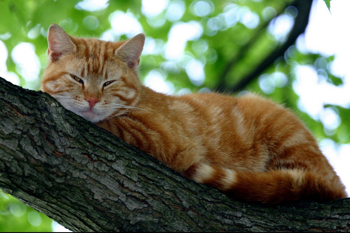 VIDEO. Pisicile zburătoare. Experimentele ruşilor înainte de a trimite oameni în spaţiu