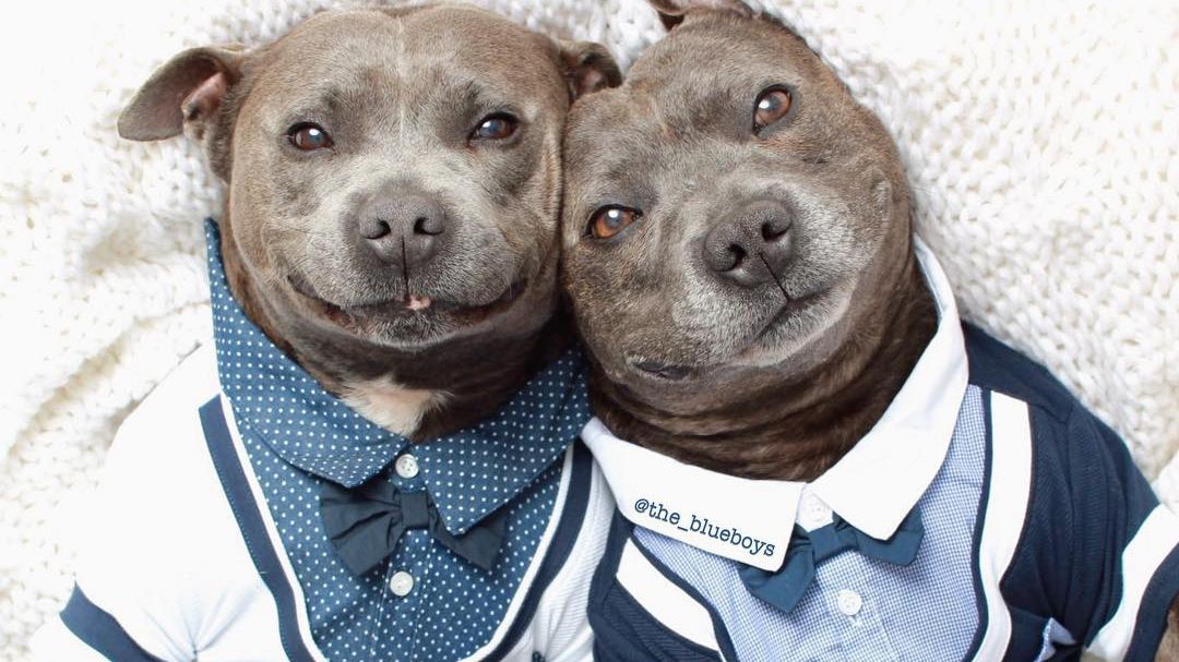 Sunt absolut adorabili. Imaginile cu doi câini amuzanți fac înconjurul Internetului