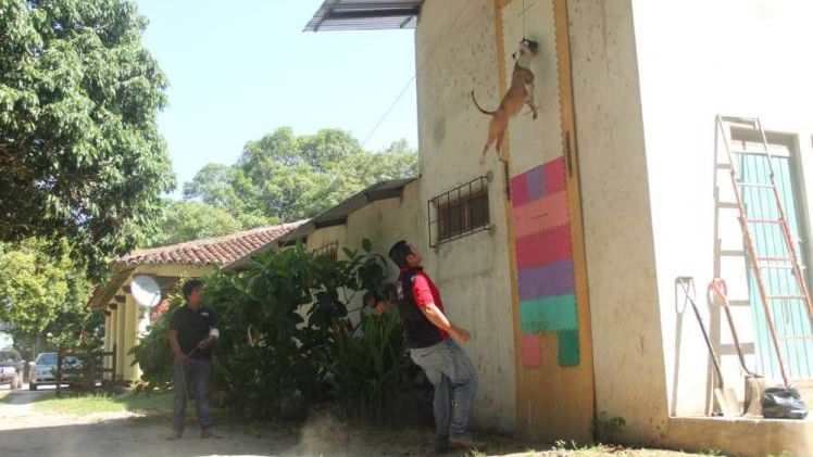 Câinele antigravitație. Cum arată Pitbull-ul care se poate urca pe pereți ca pisicile