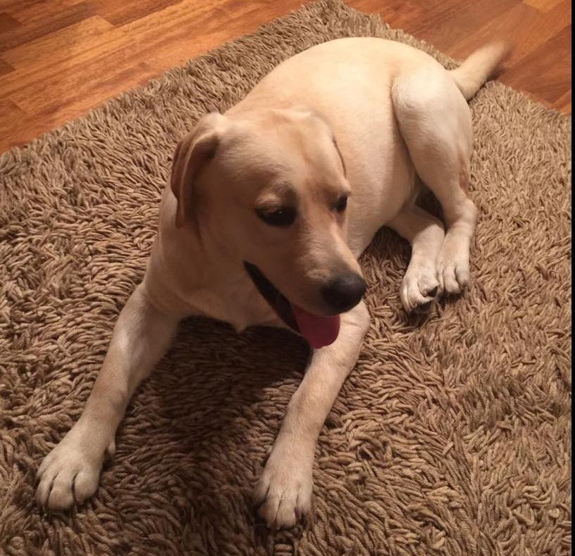 Victor Ponta, prima reacţie după presupusa plecare în Turcia: Vă rog, nu mai speriaţi câinele!