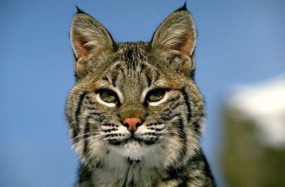 Au mers la Zoo, dar au avut parte de o surpriză ireală: "Nu se mai sătura de soţul meu!"