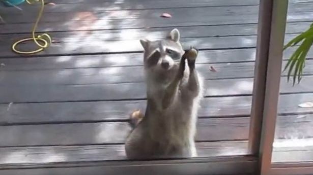 Un raton a bătut la uşa unei femei. Ce a făcut apoi e de-a dreptul emoţionant