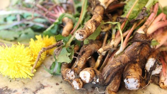 O nouă speranță pentru bolnavii de cancer. Rădăcina care ucide celulele canceroase