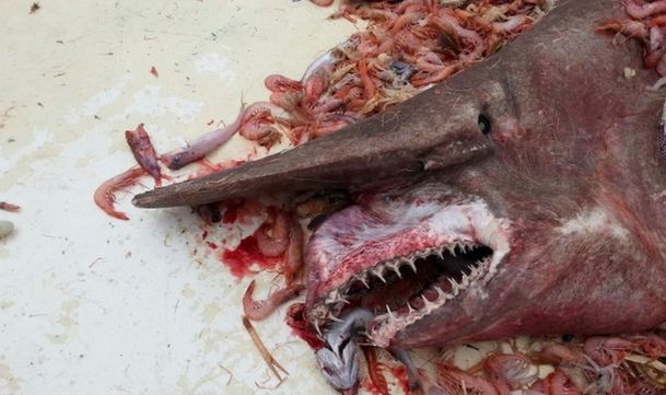 Detaliul care i-a uimit pe biologi. Ce au observat când s-au uitat cu atenţie la această poză