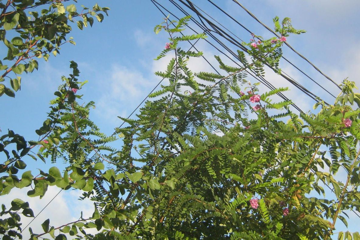 Fenomen neobişnuit petrecut la Constanţa: salcâmul cu flori mov a înflorit a doua oară 