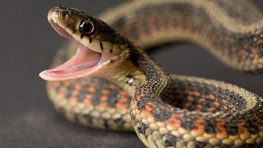 Panică în gară! Un şarpe de 2 m, în sala de aşteptare